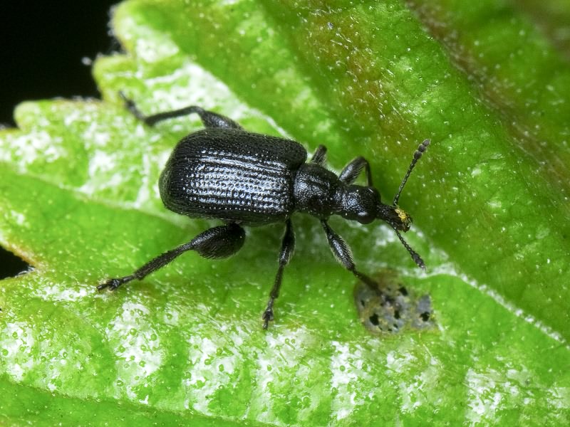 Deporaus betulae (Linnaeus, 1758)